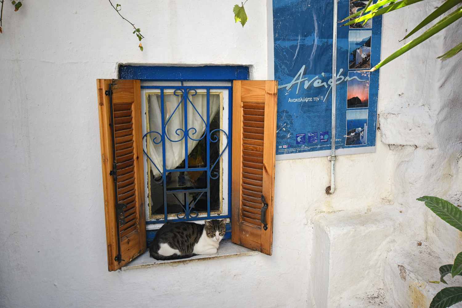 Greece for animal lovers- happy cat in Anafiotika