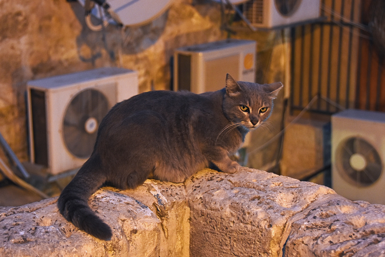 Greece for animal lovers - ear tipped neutered cat
