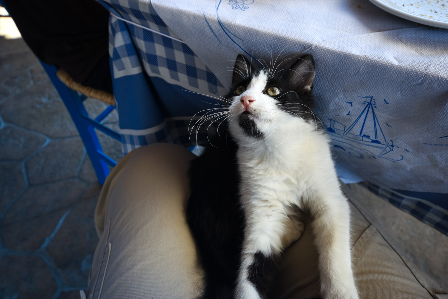 Where to go in Greece if you love animals - kitten in Aegina